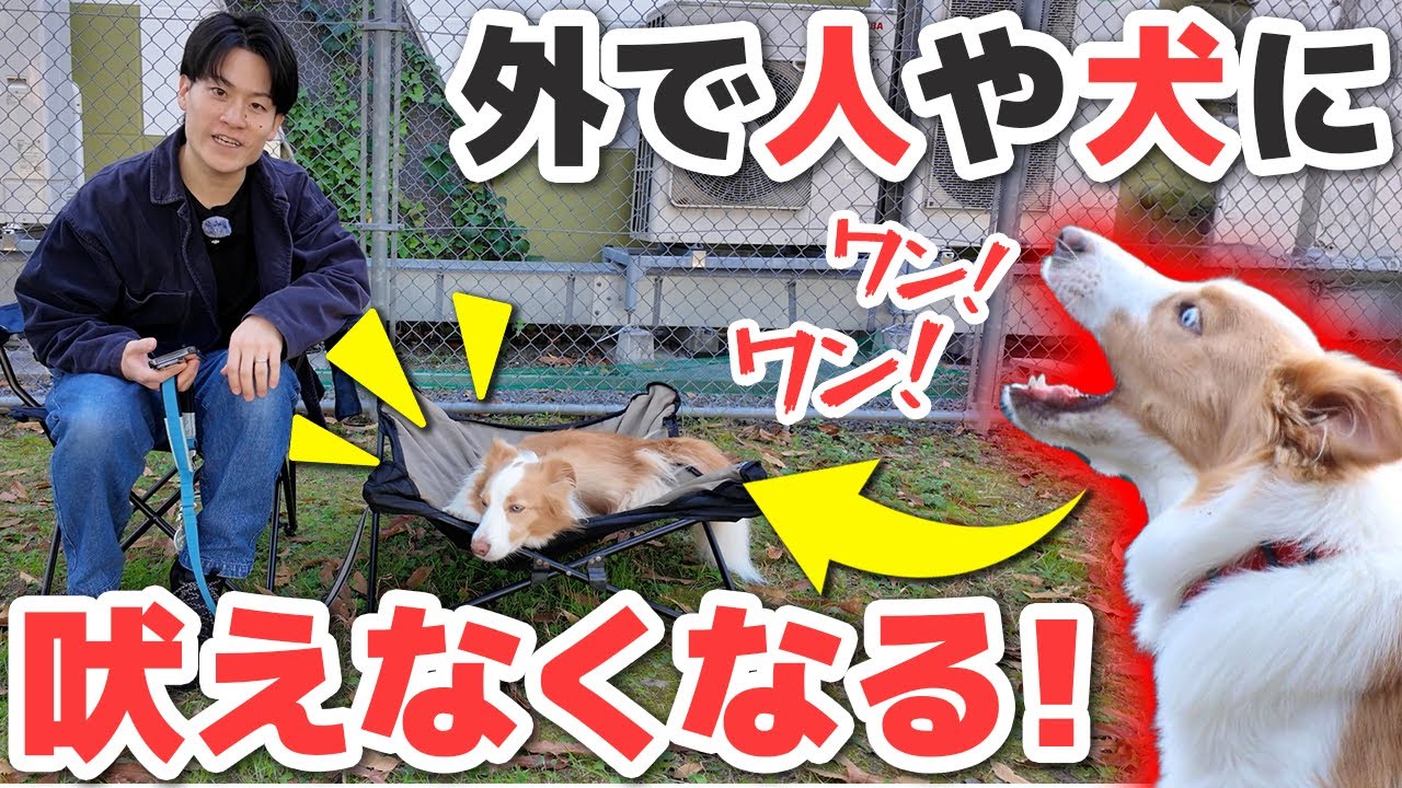 【外で落ち着かない犬必見】人や犬に吠えなくなる！外で