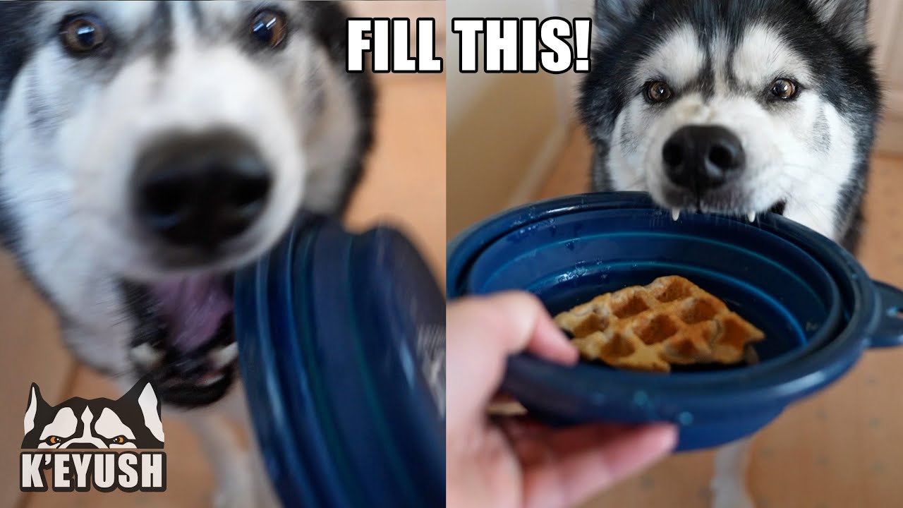Talking Husky Demands He Have Waffles NOW! Throws  Bowl!