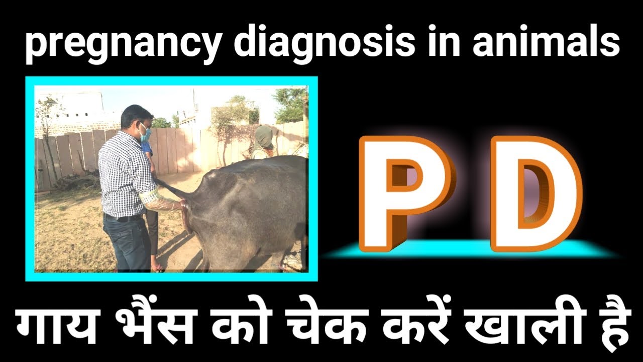 pregnancy diagnosis in animals गाभिन पशु की जांच कैसे करें rectal palpation in cows buffalos animals