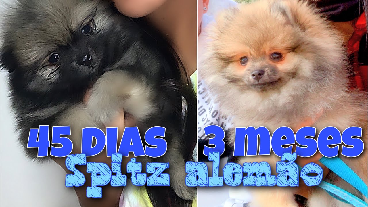 Evolução de SPITZ ALEMAO laranja