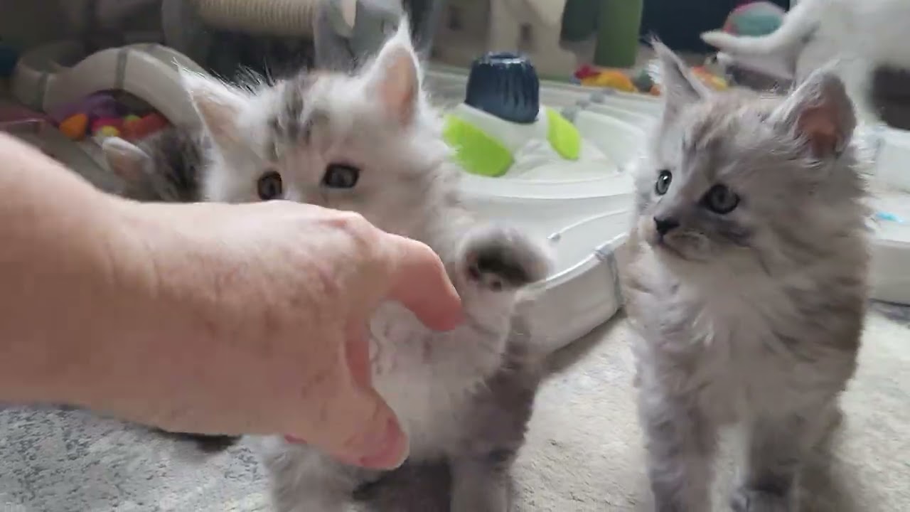 The Maine Coon kittens 