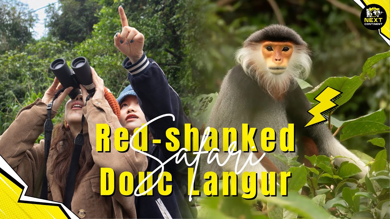 Red-shanked Douc Langur Safari | Son Tra Wildlife Adventure