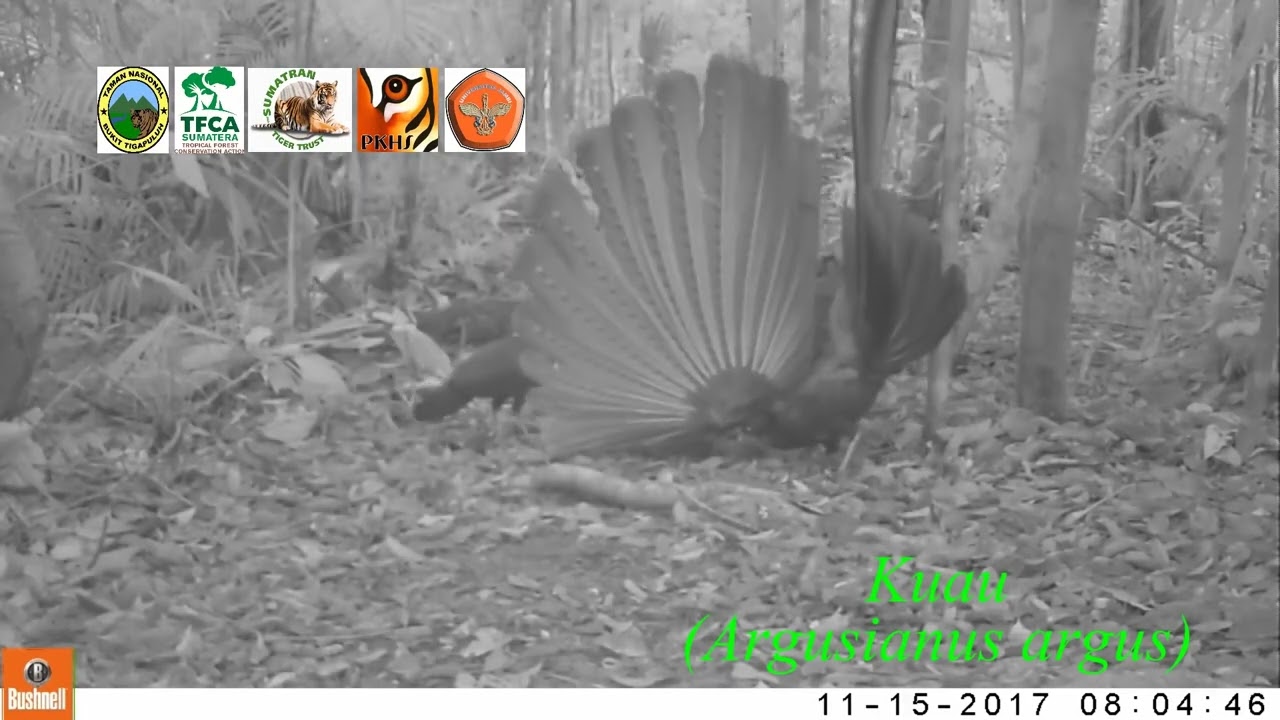 Great Argus - Argus Bird - Real Wild Forest