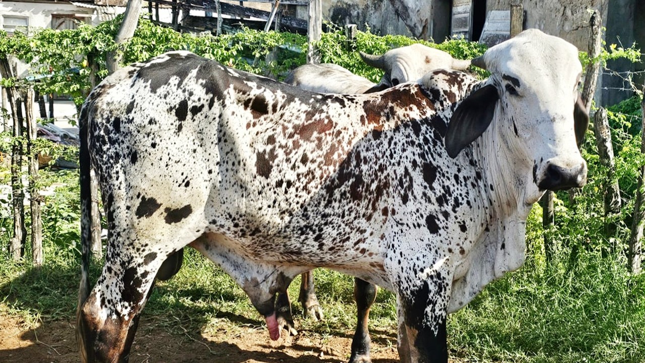 FEIRA DO GADO DE AGRESTINA-PE  20-03-2026 #nordeste