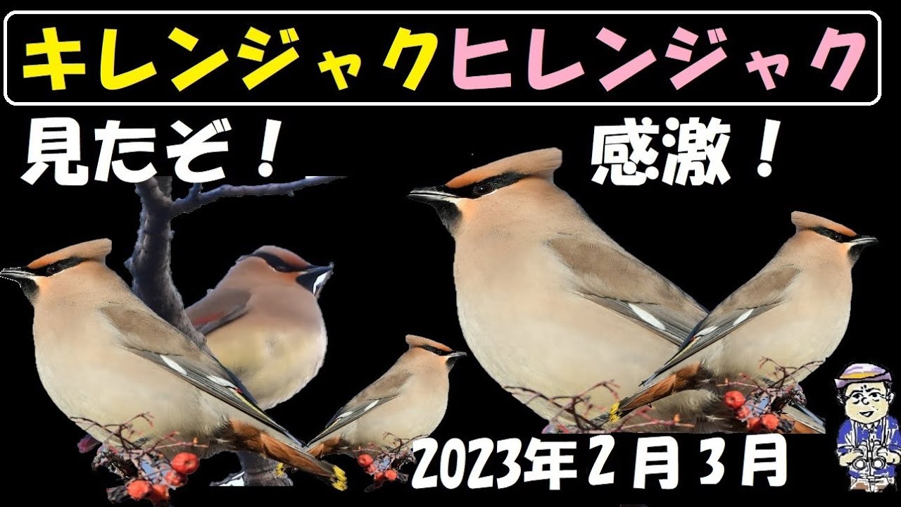 ヒレンジャク、キレンジャクを追いかけて、見たぞ！大感激！うっちー探検発見ほっとけん、 野鳥観察 , 内山裕之