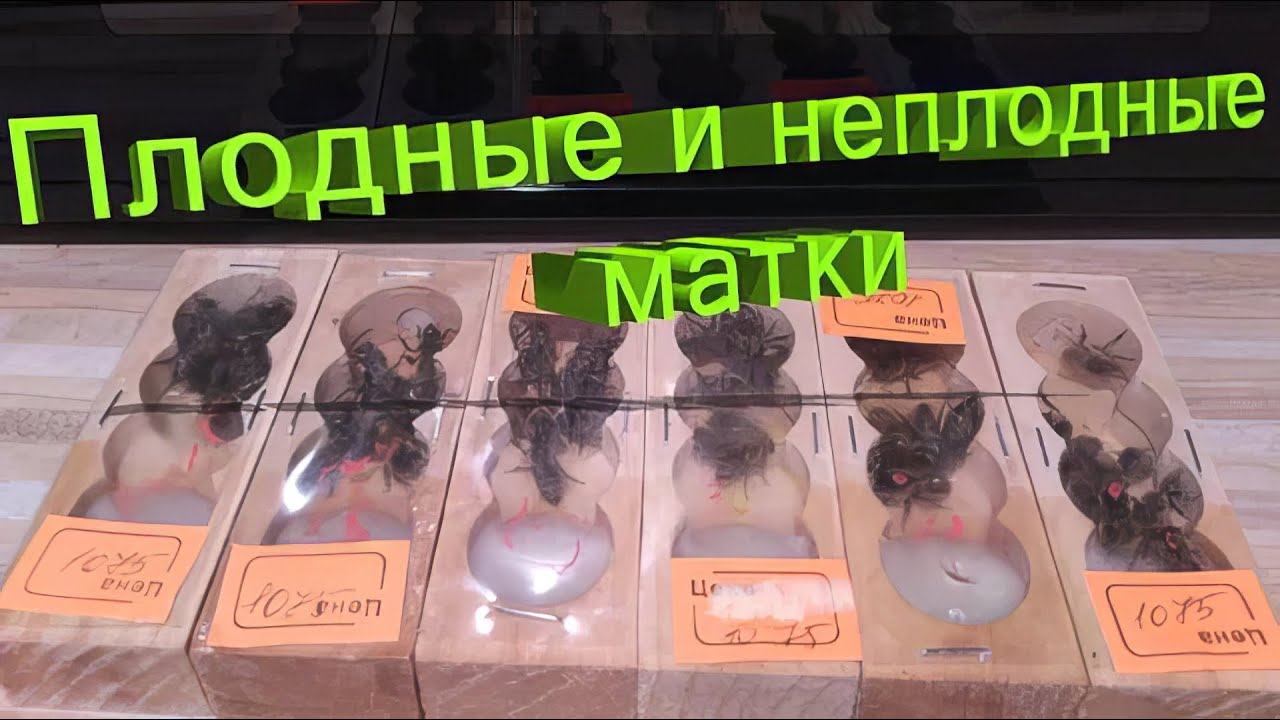 Профессор Кашковский: Плодные и неплодные матки