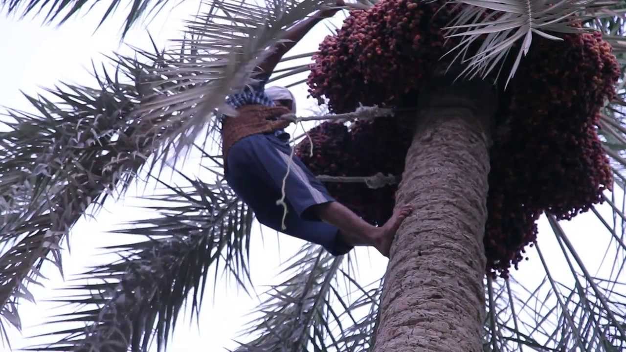 ماذا حدث في عيد الفطر ؟