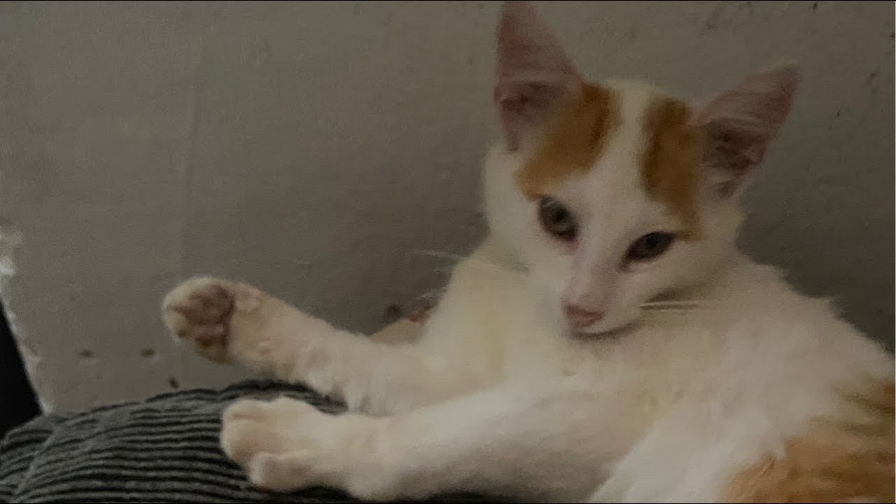 Transmissão ao vivo de Cardoson07