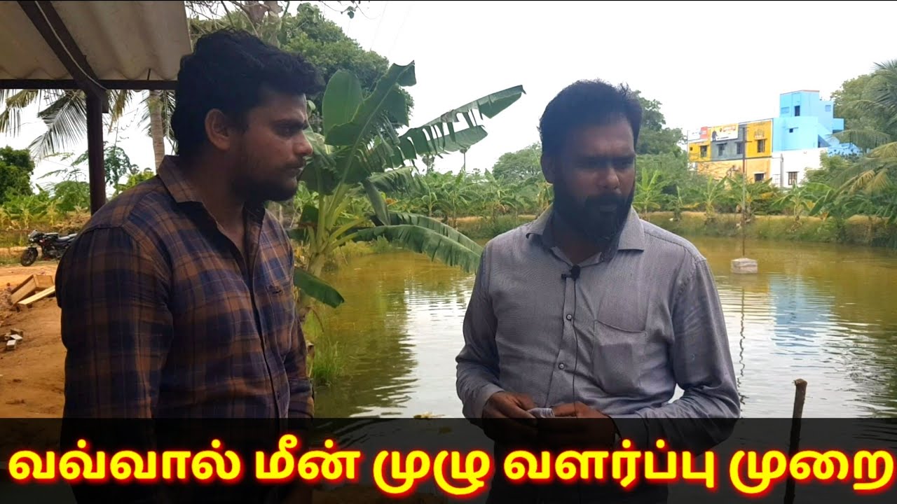vavval meen valarpu in tamil|vavval meen valarpu murai