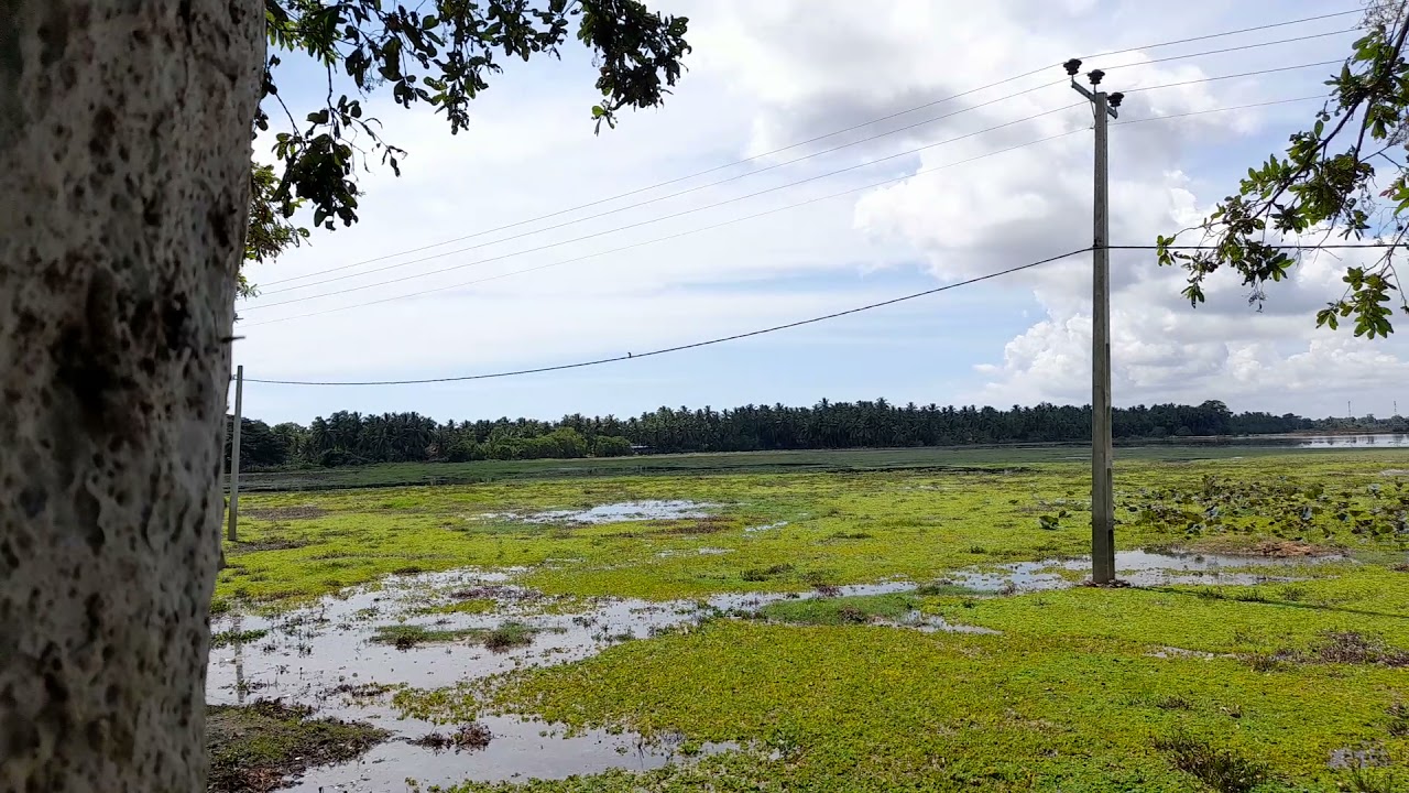 kaluthavalai village kulam | Batticalao,Srilanka | Village Nature Area