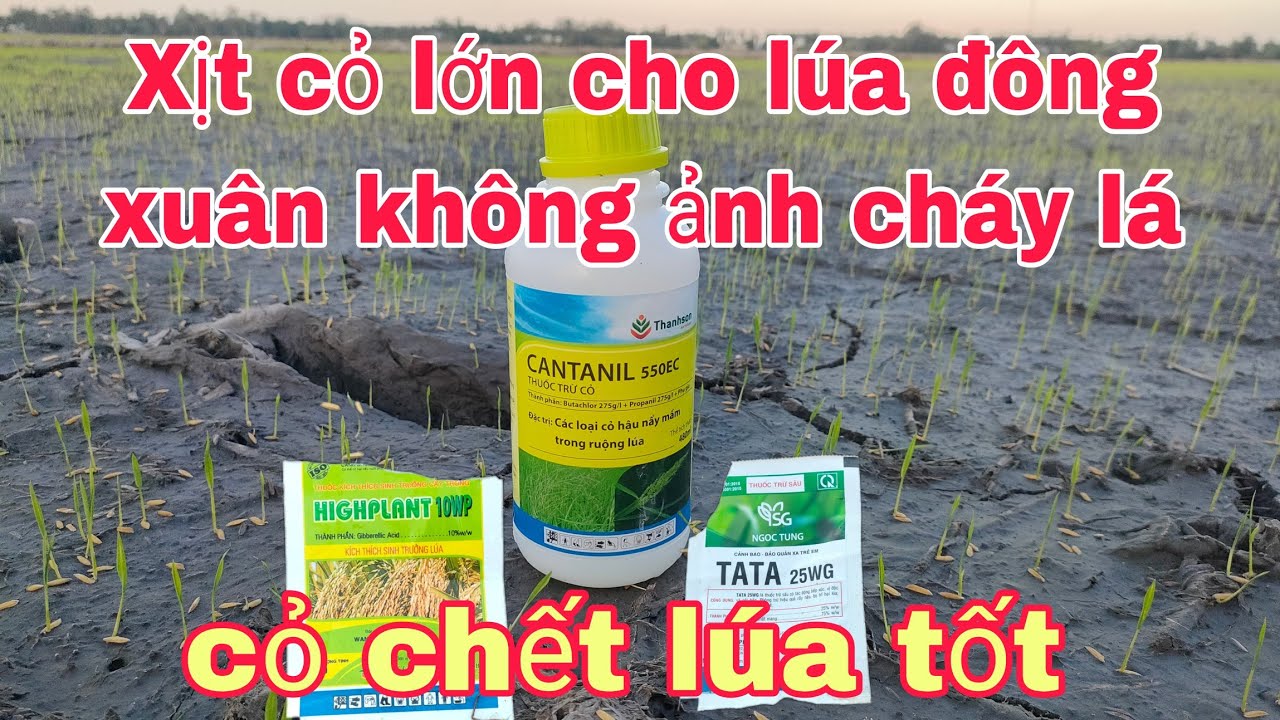 Lưu ý xịt cỏ lớn vụ đông xuân trễ tránh bị chết cây do nắng và ngộ độc thuốc