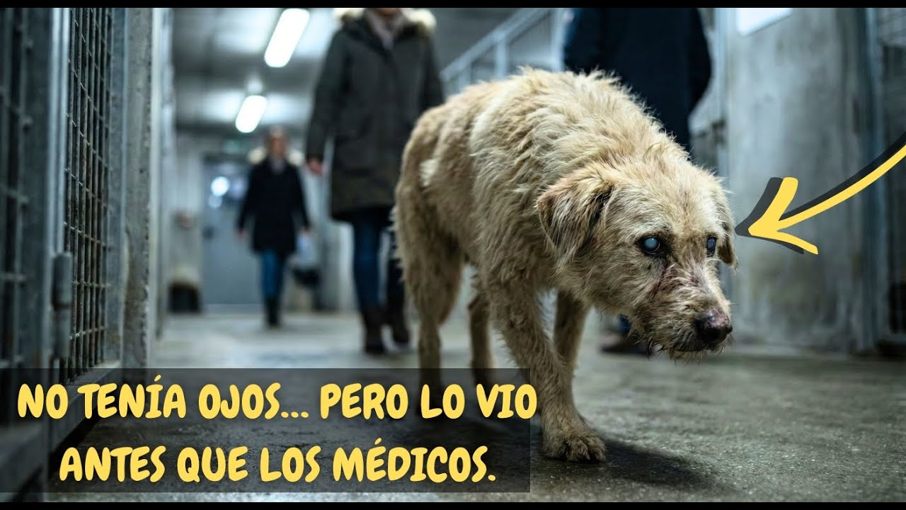 NADIE QUISO ADOPTARLO POR SER CIEGO... HASTA QUE DETECTÓ EL CÁNCER DE SU DUEÑA ANTES QUE LOS MÉDICOS