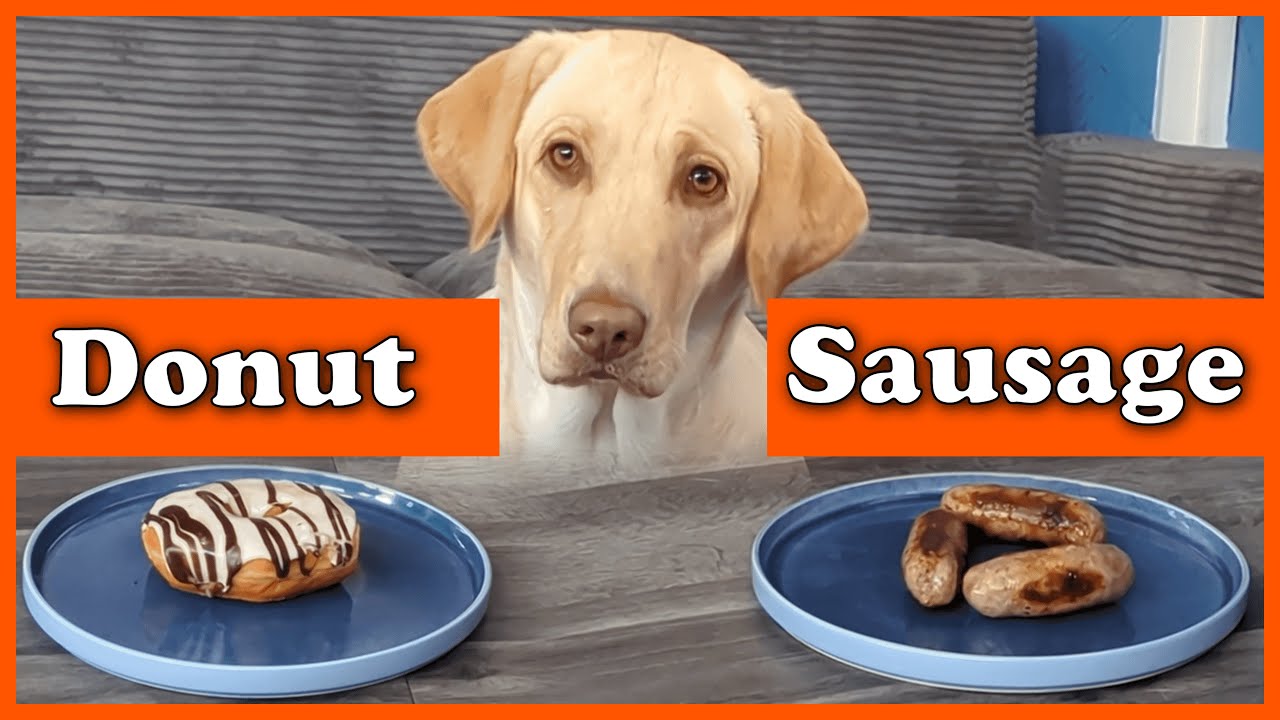 Will the dog make the healthy choice?