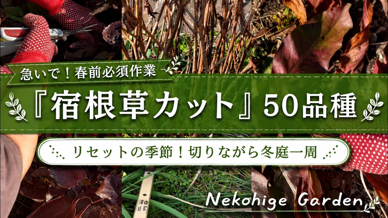 《2026年春庭始動♪春前必須！宿根草カット50品種》暖地の方は急げ～！／冬の宿根草ってこんな感じ。。これって生きてる？／切り戻し注意点／スプリングカットバック／シードヘッドが美しい品種／草マルチ