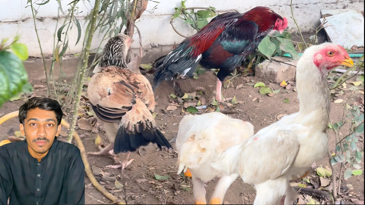 Aj Aseel Murghi Ki Entry Hui | Aseel Murghi Ke Sath Pehla Din | Complete Vlog
