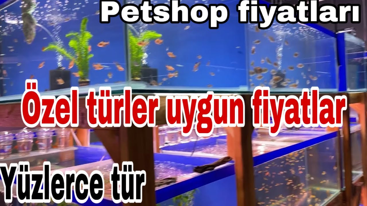 Akvaryum Balık türleri ve güncel fiyatları/Özel tür akvaryum balıkları/Bandırma su dünyası ziyaretim