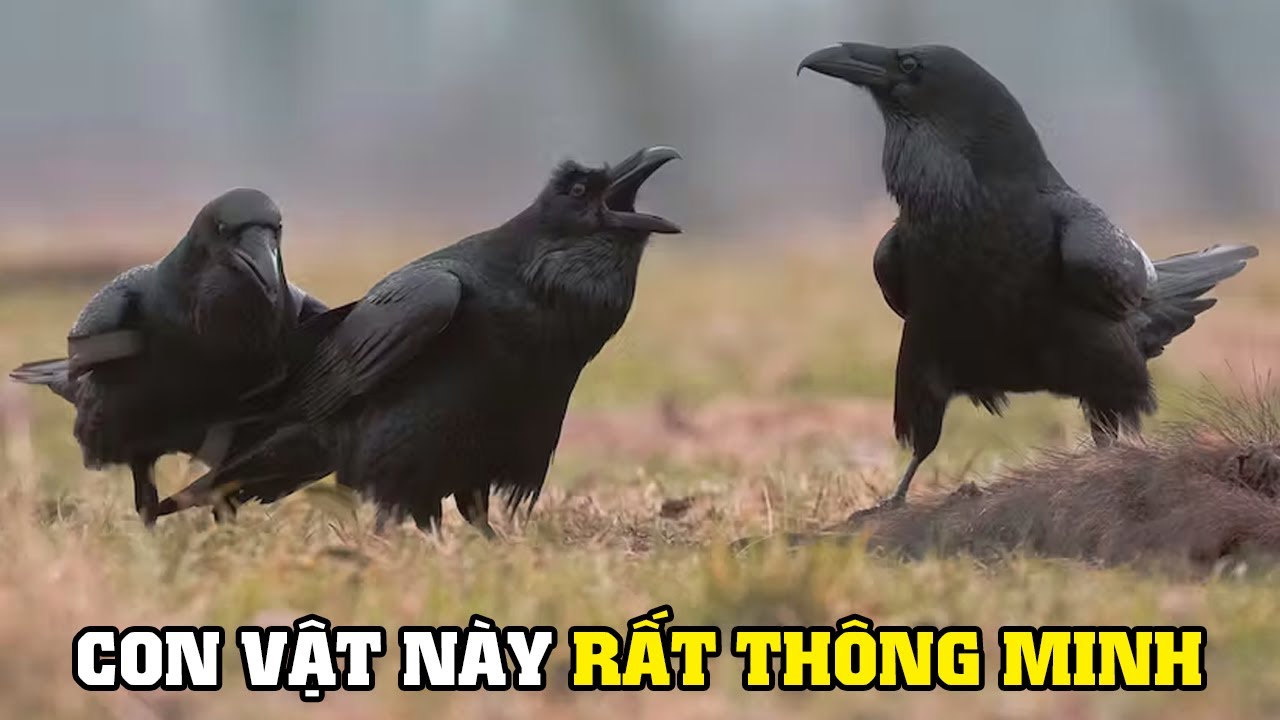 Trí Thông Minh Của Loài Quạ | Khám Phá Thế Giới Động Vật