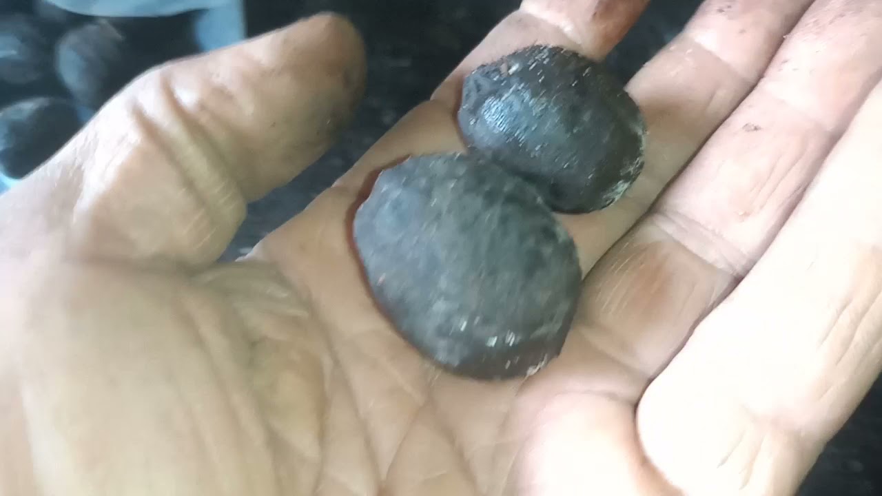 NOVA TÉCNICA DE GERMINAREM SEMENTES DE PALMEIRA AZUL.