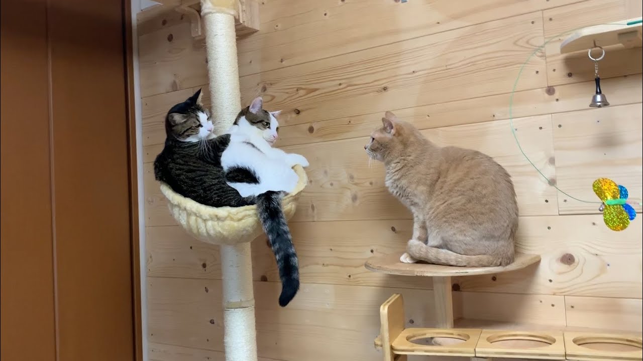 「そこで何をしているの？」と思う猫