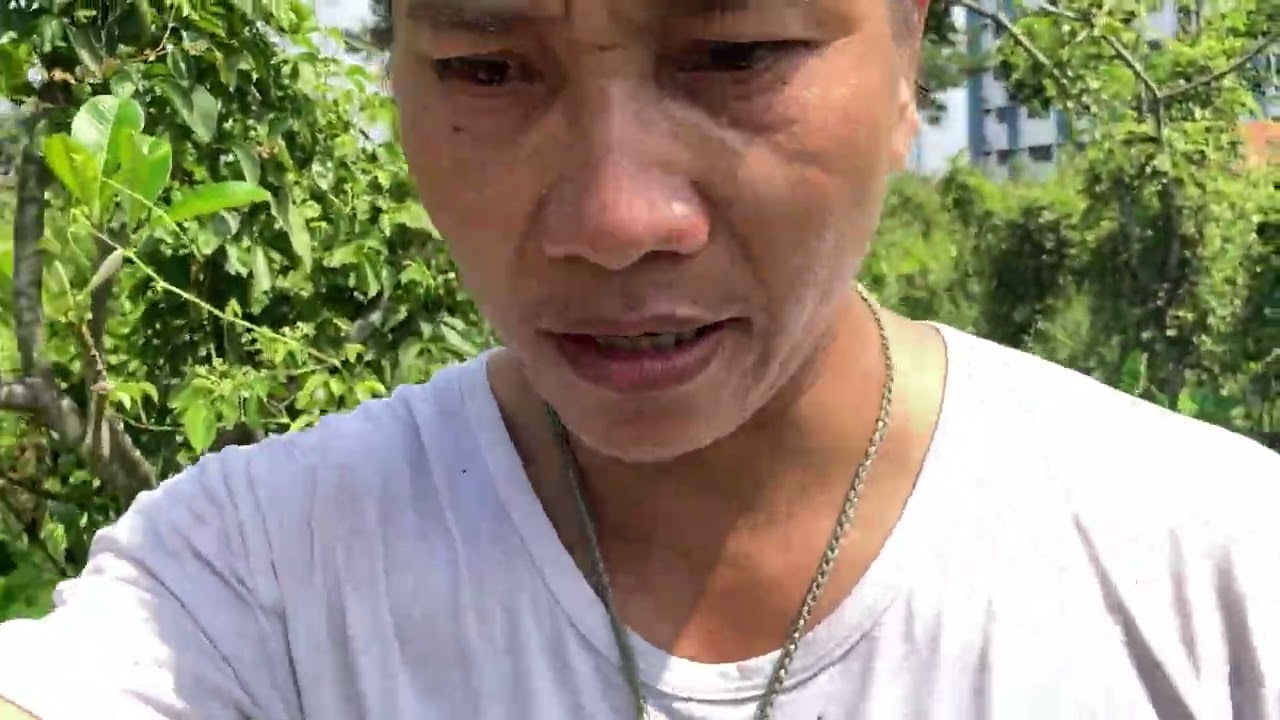Trác ba lá vị thuốc nam thanh nhiệt giải độc , tiêu viêm 