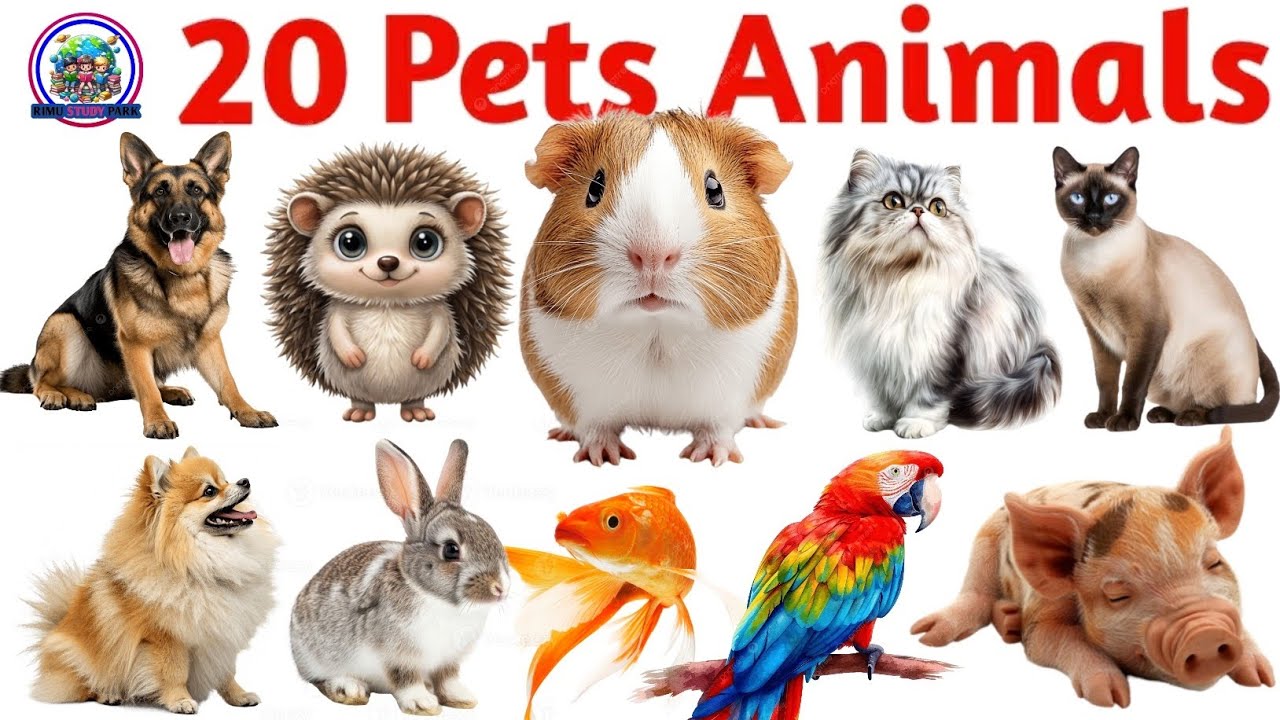 Animals Name | Domestic Animals Name Pet Animals With Picture | Pet Animals Name #domesticanimals 