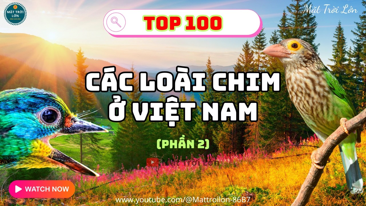 ✅TOP 100 Các loài chim có mặt tại Việt Nam (Phần 2) - Bạn đã biết được bao nhiêu loài ?