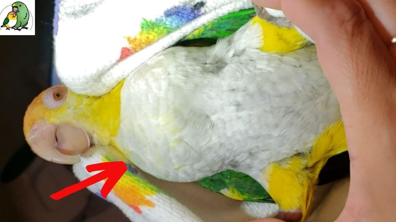 Avian Vet Discovers Something Odd About My Parrot