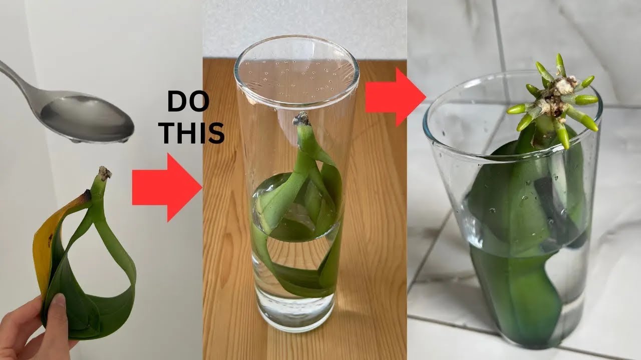 This is How a Dying Rootless Orchid Revived! It sprouted many roots.