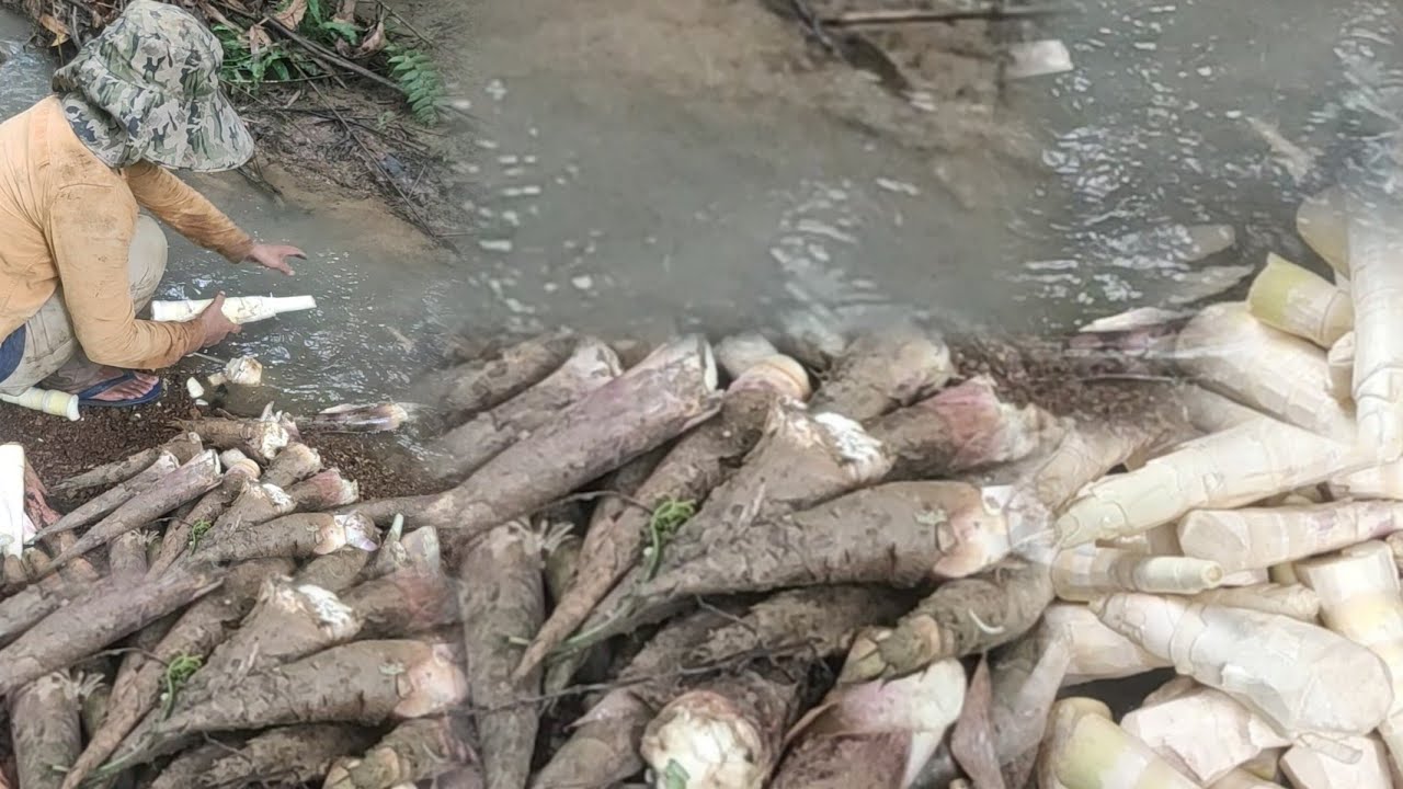 Picking soft purple #bamboo shoots #store for long time 
