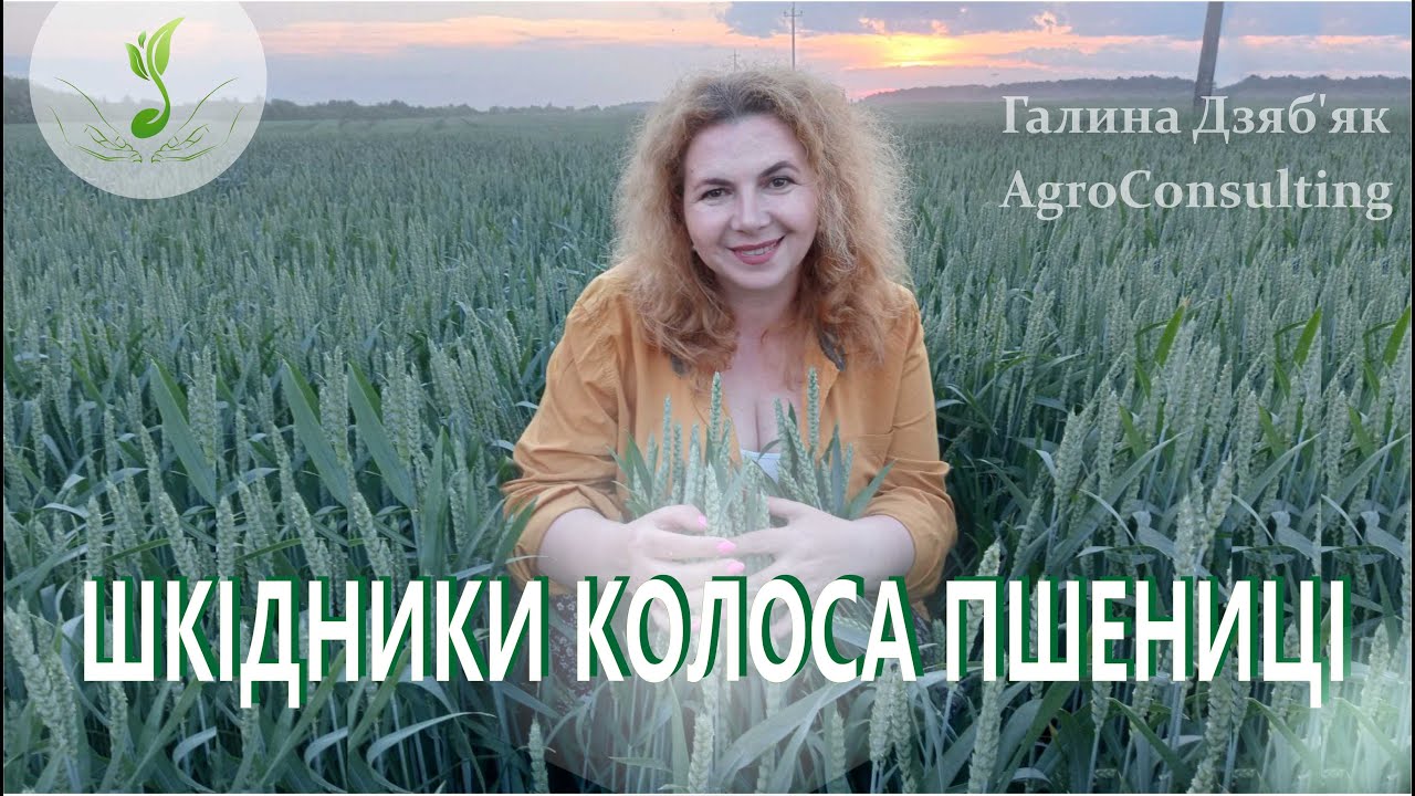 Шкідники колоса пшениці