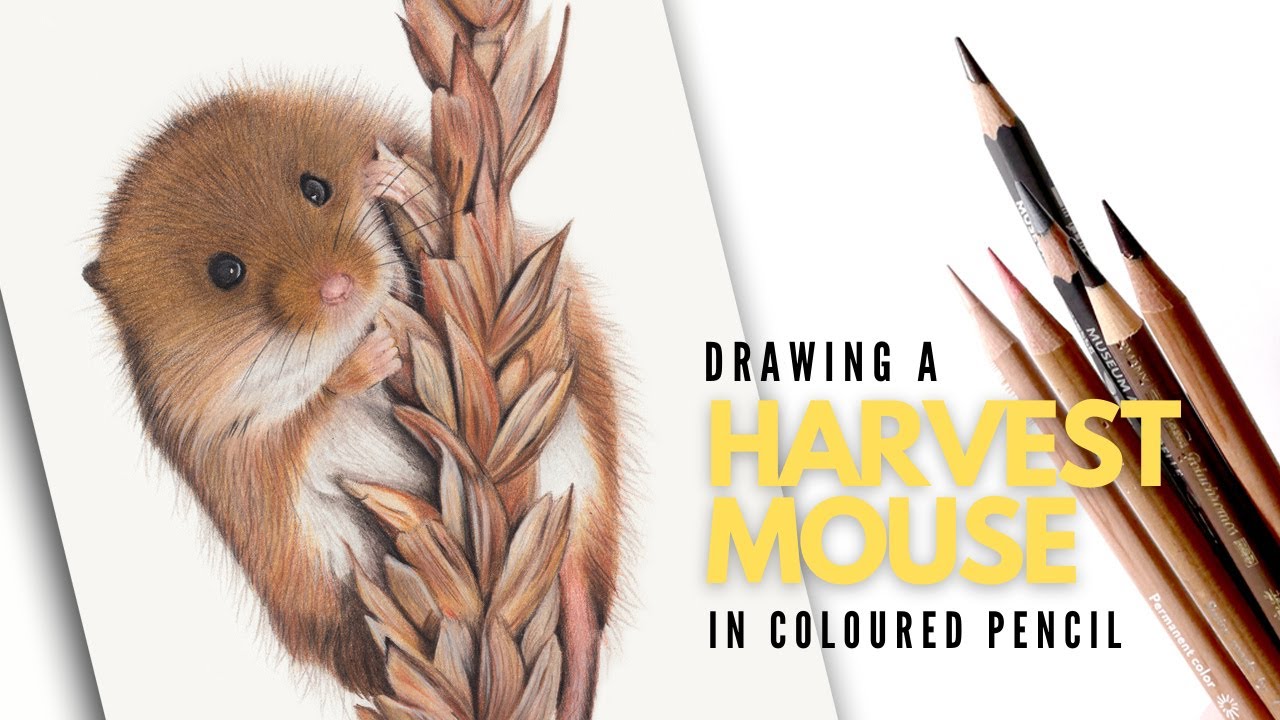 Drawing A Harvest Mouse In Colored Pencil Drawing | Realistic Wildlife Art