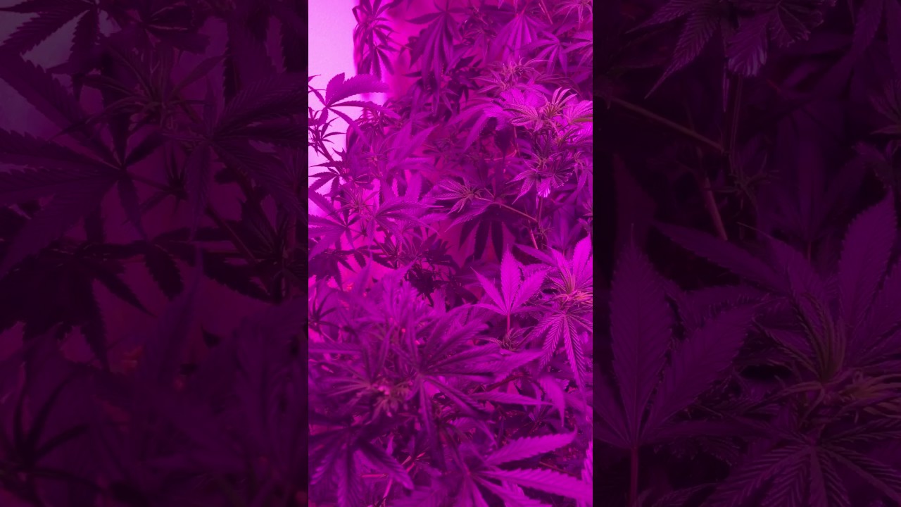 Mars 1600 LED Treating PM W/ SM-90/Immunox