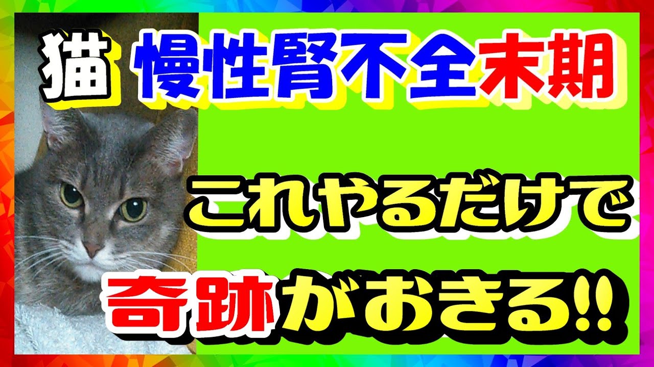 猫 腎不全末期が奇跡を見せた！