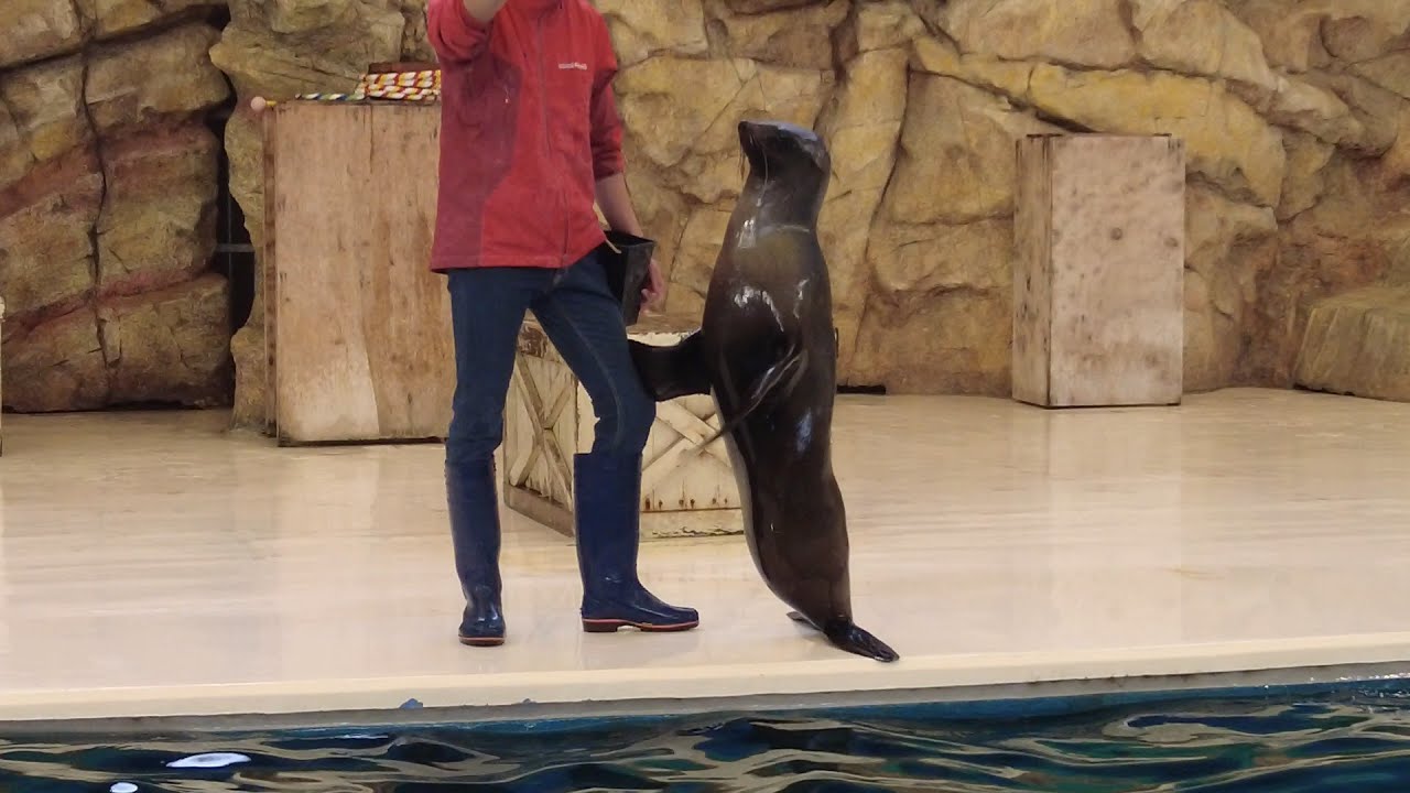 アシカショー　鳥羽水族館　22.04.18