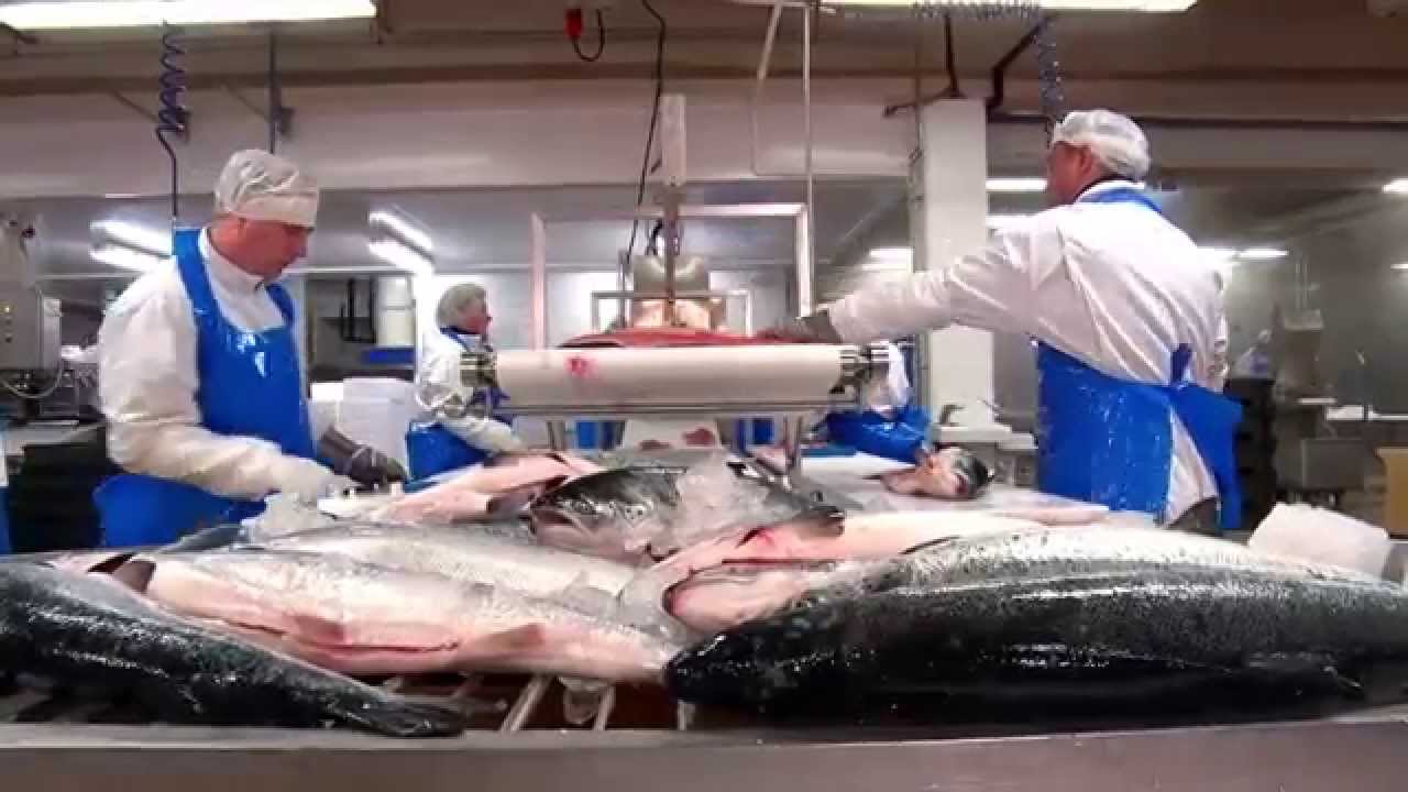 Kalaneuvos - V. Hukkanen Oy yritysvideo 6min