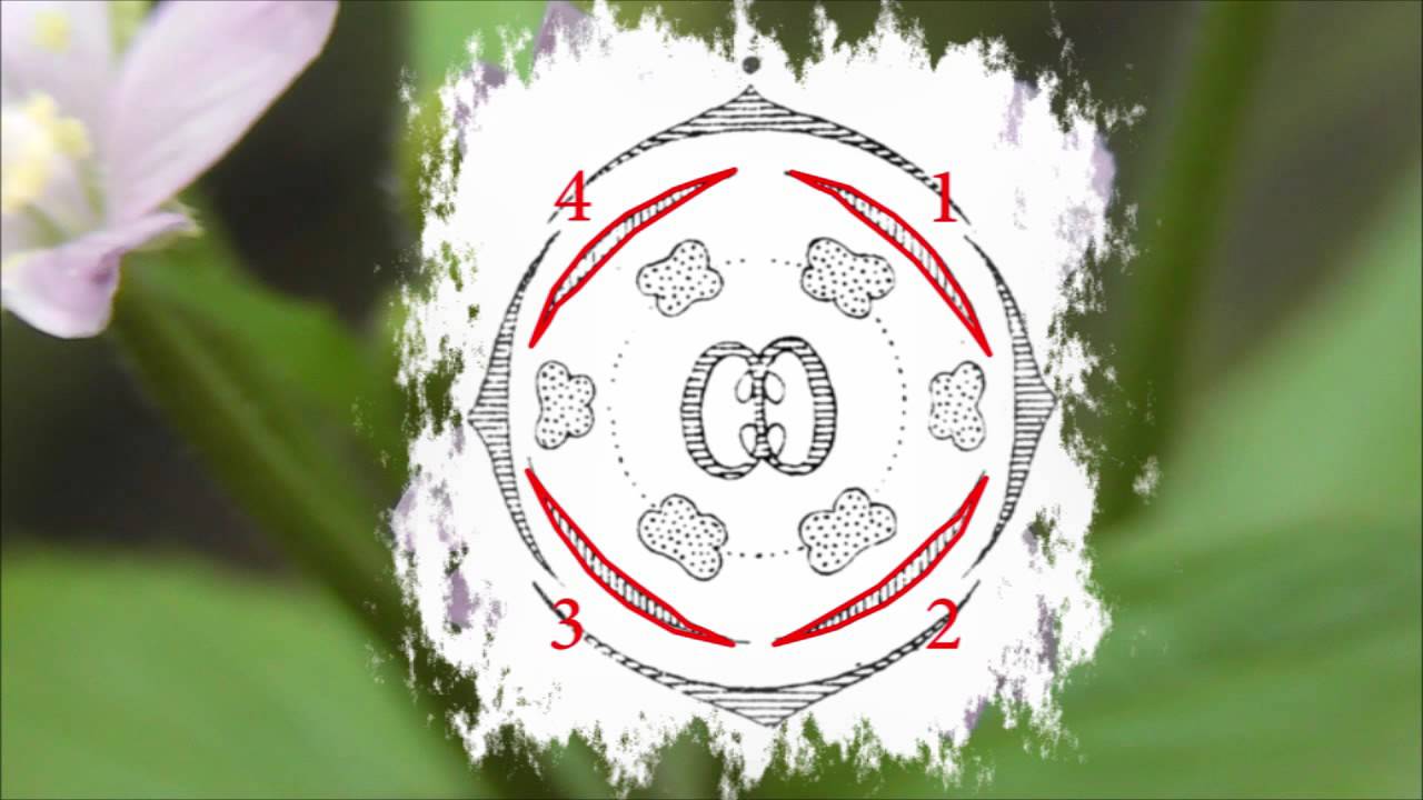Brassicaceae / Kreuzbl&uuml;tler