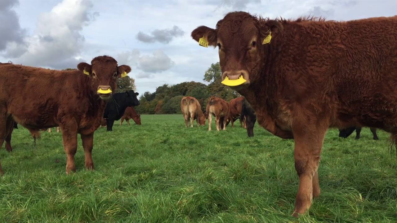 Autumn grass management with Heinz Eggert