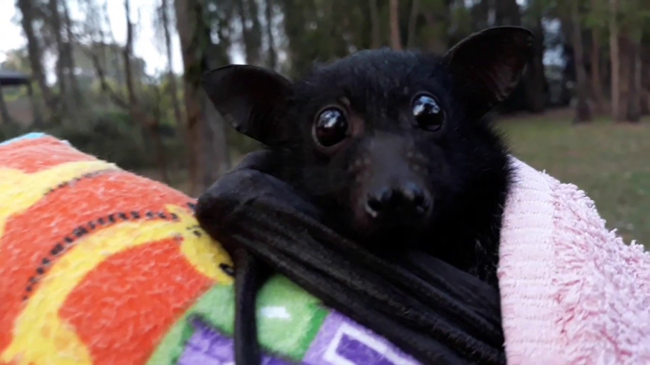 James Watching The Wild Bats. I Know You've Been Waiting So I'll Go Backwards .