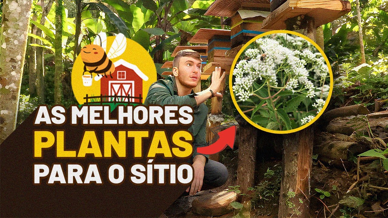 Conheça as MELHORES PLANTAS para as ABELHAS no Sítio Abelhudo