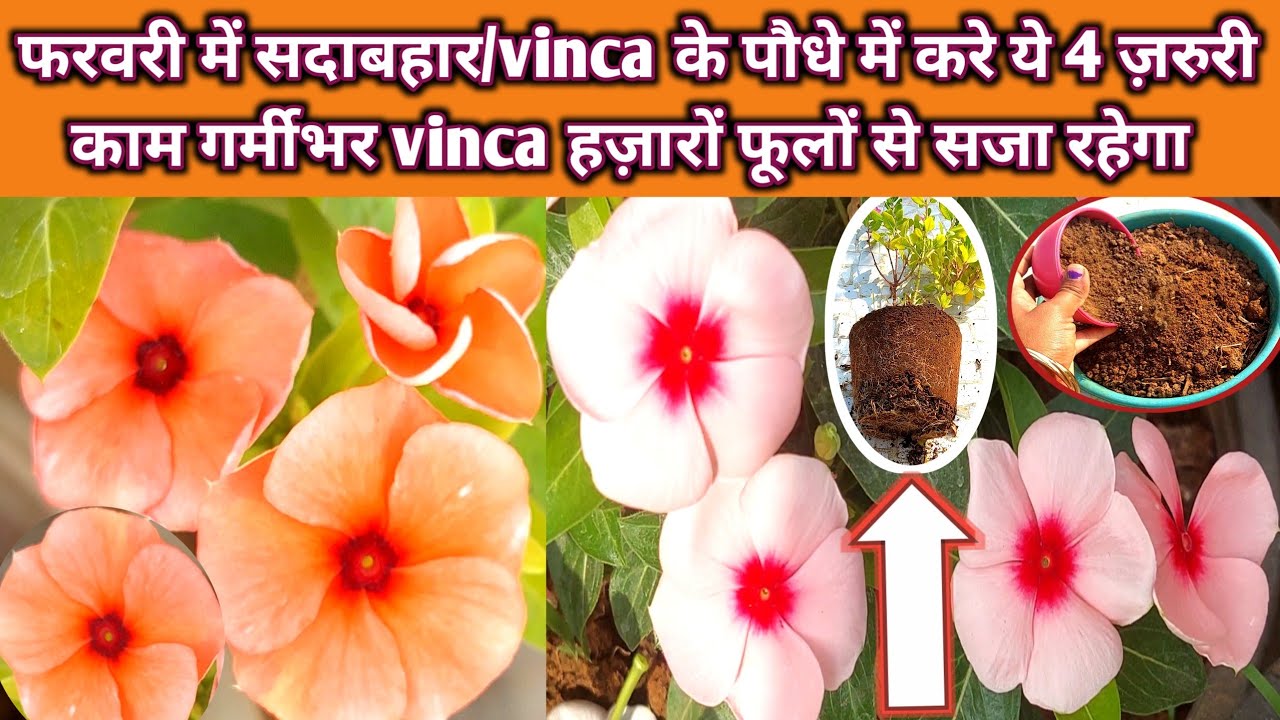 ये 4 काम यदि सदाबहार/vinca पर फरवरी खत्म होने से पहले करोगे तो गर्मीभर सदाबहार हज़ारों फूल देगा
