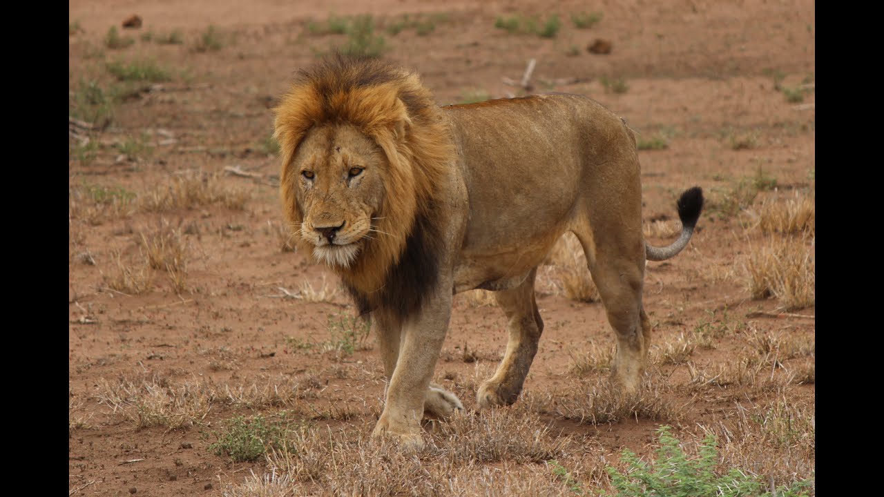 The Nyati Safari Experience