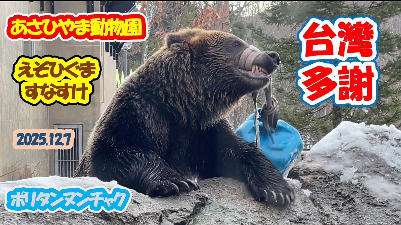 あさひやま動物園　えぞひぐまのすなすけ　2025.12.7