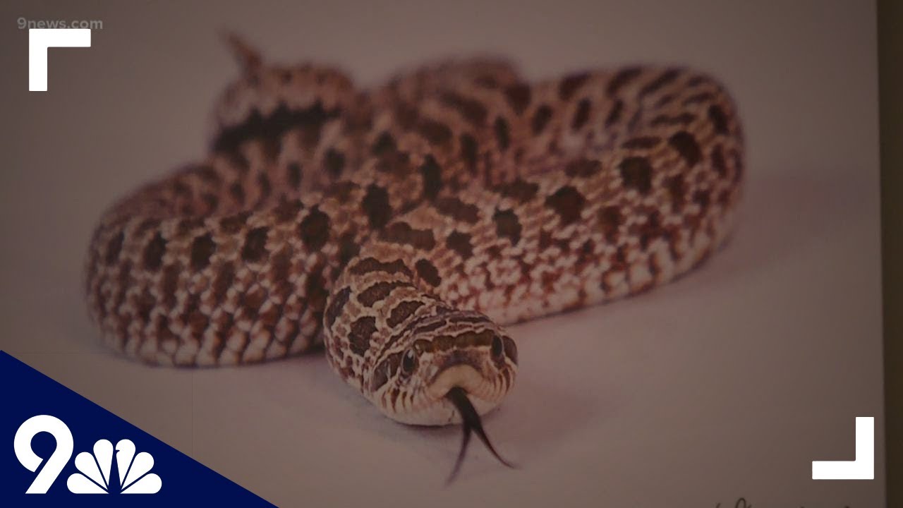 Veterinarian warns of a deadly, viral outbreak affecting ball pythons