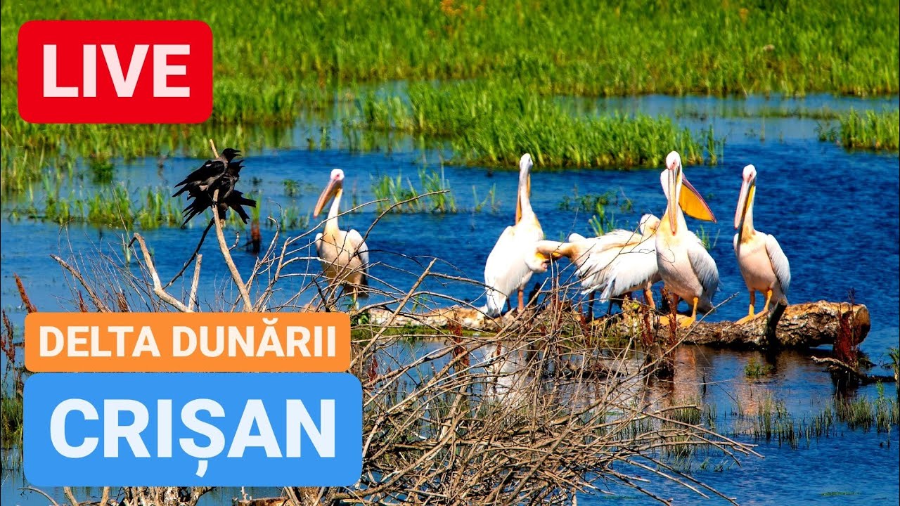 🔴 LIVE din CRIȘAN - DELTA DUNĂRII | Complex Lebăda