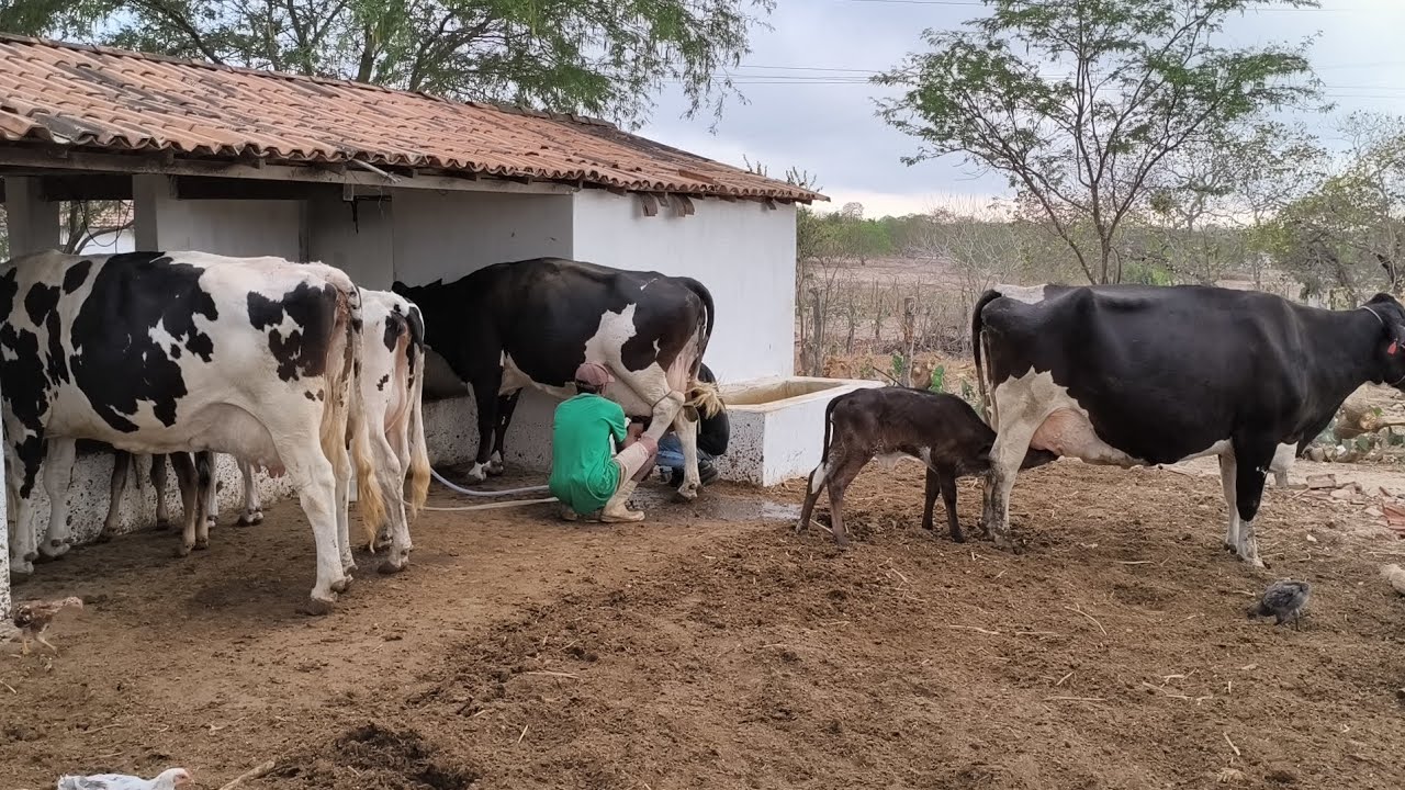 FUI CONHECER UM CRIADO DE VACA EM ASSUNÇÃO VEJO A DIFICULDADE DELE PRA VENDE O LEITE !!!!!?