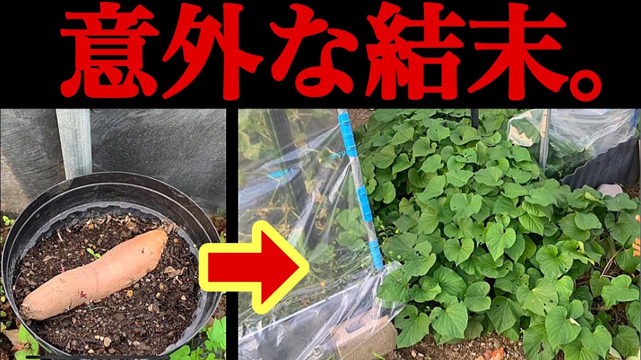 1本のさつまいもを放置しないで下さい。とんでもないことが起こります…