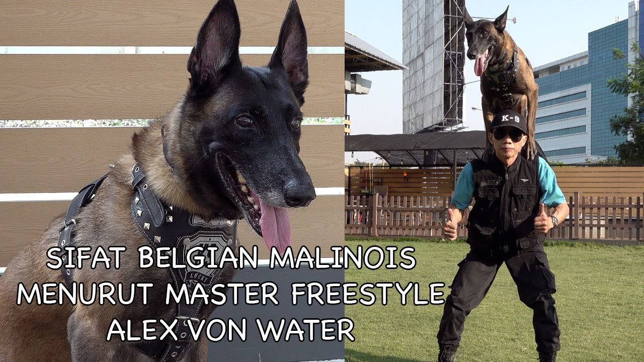 SIFAT ANJING BELGIAN MALINOIS MENURUT MASTER FREE STYLE INDONESIA
