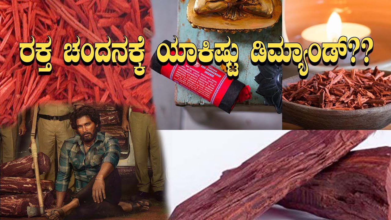 ರಕ್ತ ಚಂದನ ಬೆಳೆಯೋದು ಹೇಗೆ ಗೊತ್ತಾ? ಇದರ ವಿಶೇಷತೆಗಳೇನು? | Red Sandalwood | Oneindia Kannada