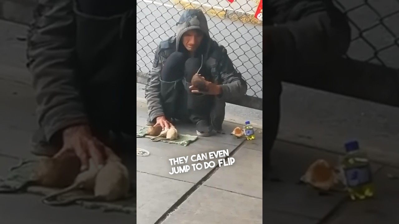 This man on the street trained his pet rats 😳