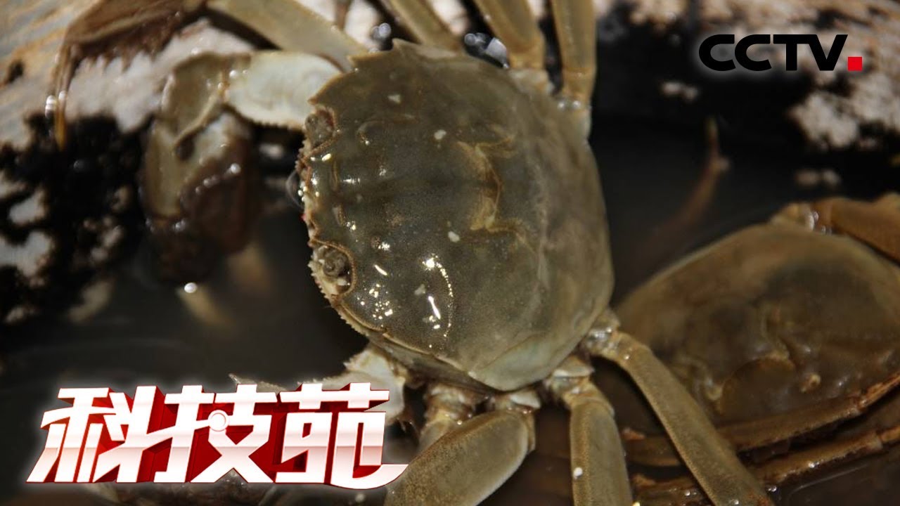 《科技苑》青蟹“别墅”养 海鱼轮当家 20181203 | CCTV农业
